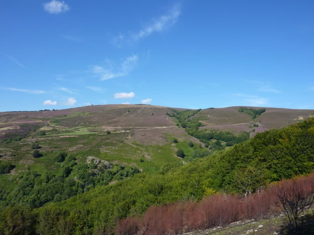 Pâtures et paysages forestiers entre Béarn et Pays Basque